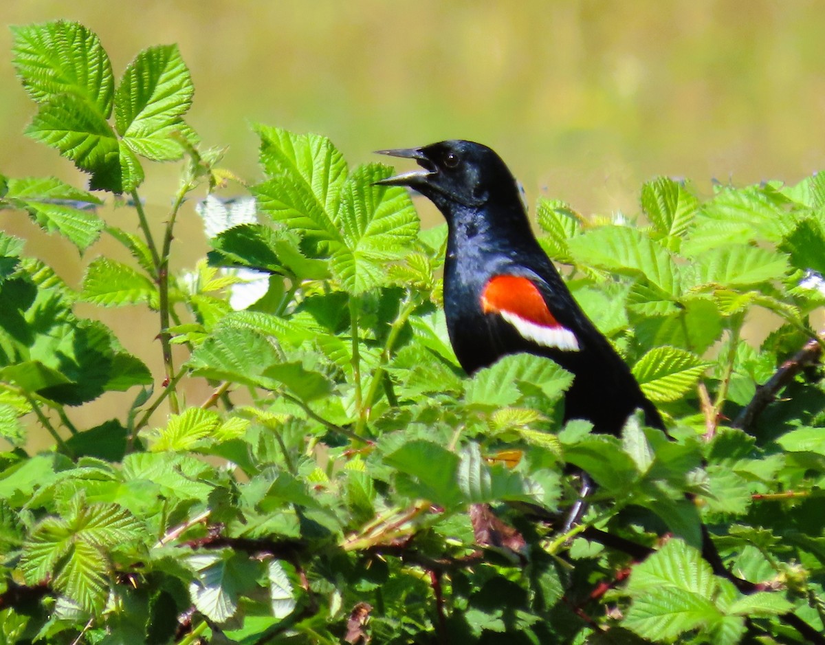 Tricolored Blackbird - Robin Wolcott