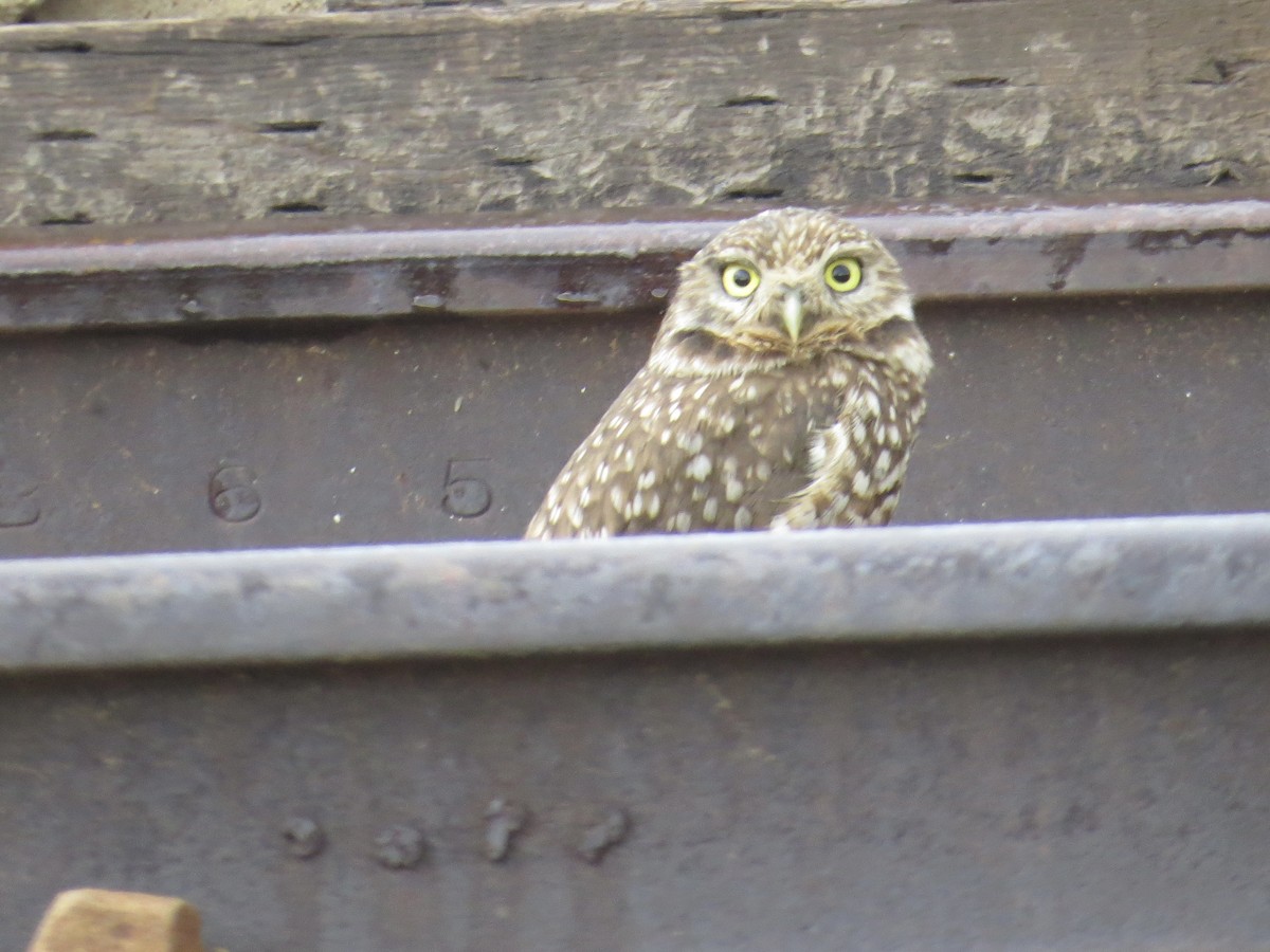 Burrowing Owl - ML617786401
