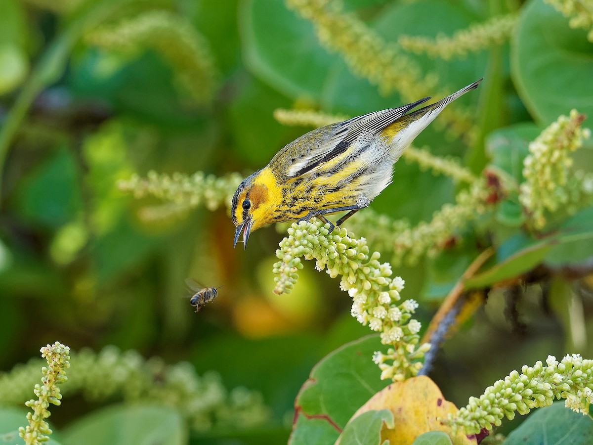 Cape May Warbler - ML617786411