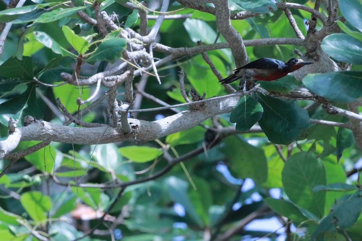 Puerto Rican Woodpecker - Susano Medina