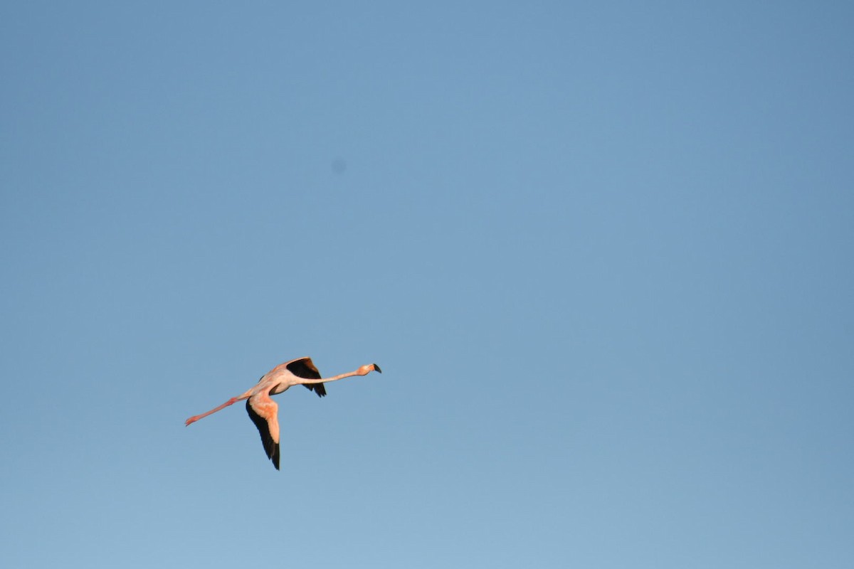 American Flamingo - Ezekiel Dobson