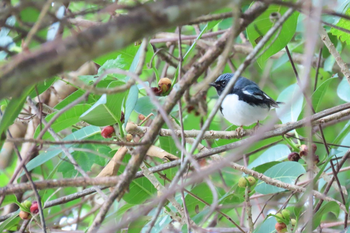 Black-throated Blue Warbler - Susan Young