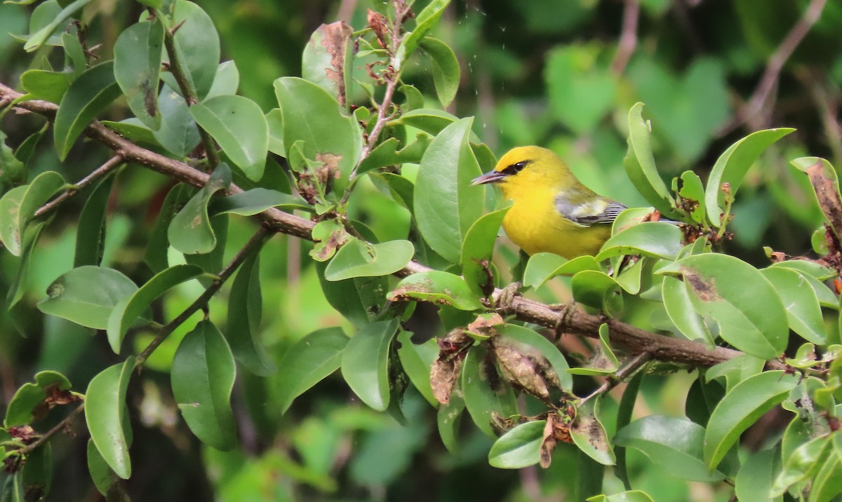 Blue-winged Warbler - Susan Young