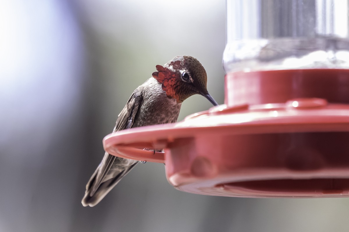 Anna's Hummingbird - Doug Bryant