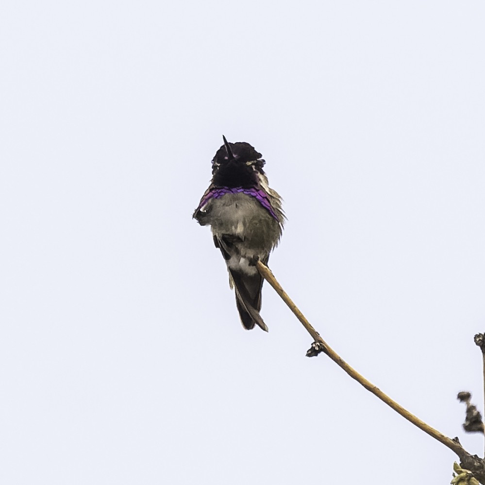 Costa's Hummingbird - ML617786614