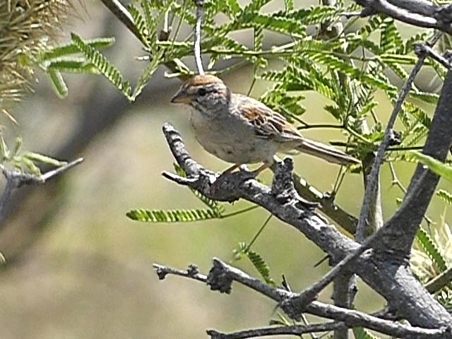 Rufous-winged Sparrow - Jeff Blatz