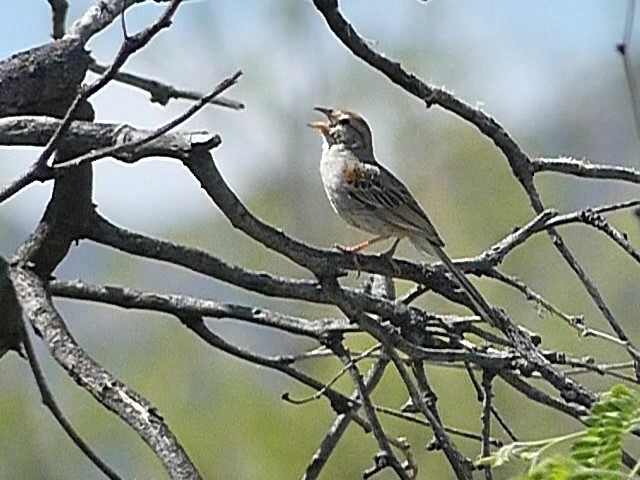 Rufous-winged Sparrow - ML617786644