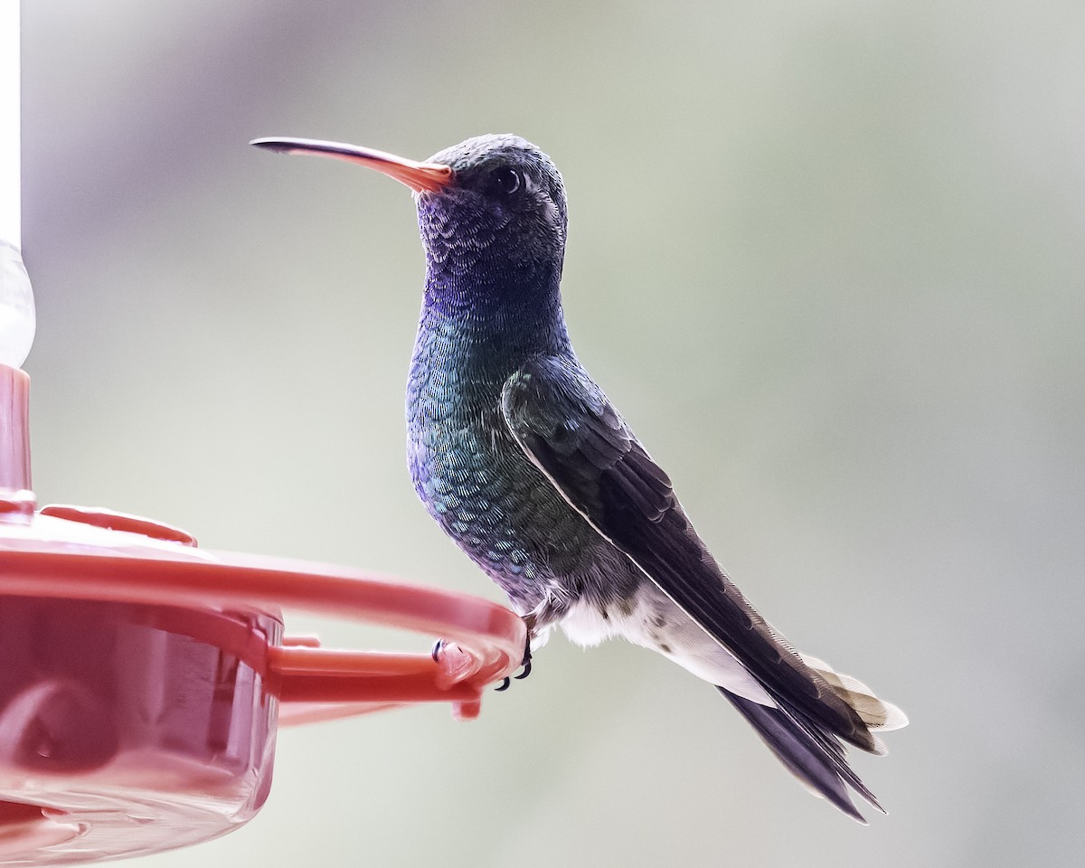 Broad-billed Hummingbird - Doug Bryant
