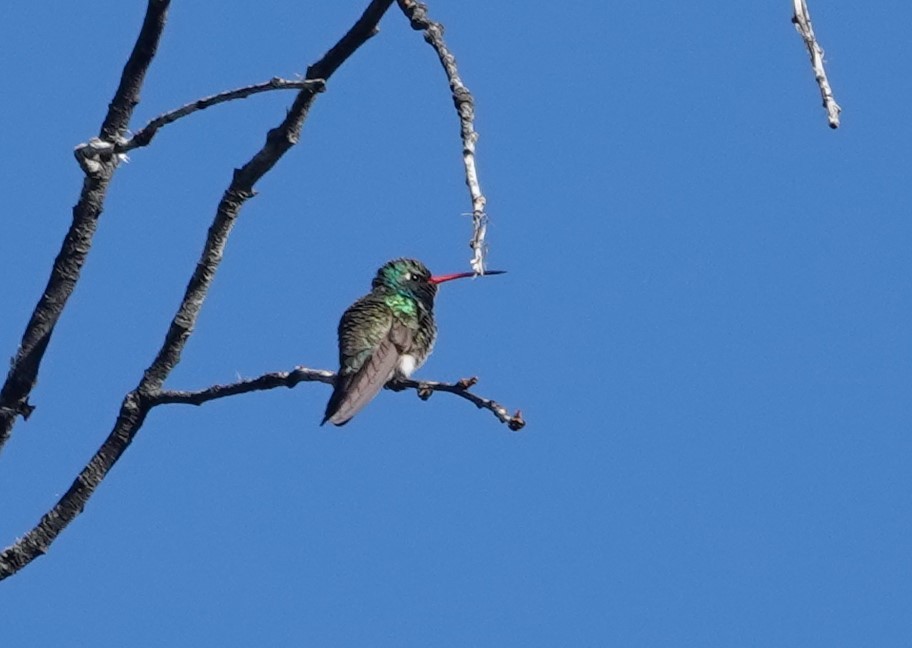 kolibřík širokozobý - ML617786674