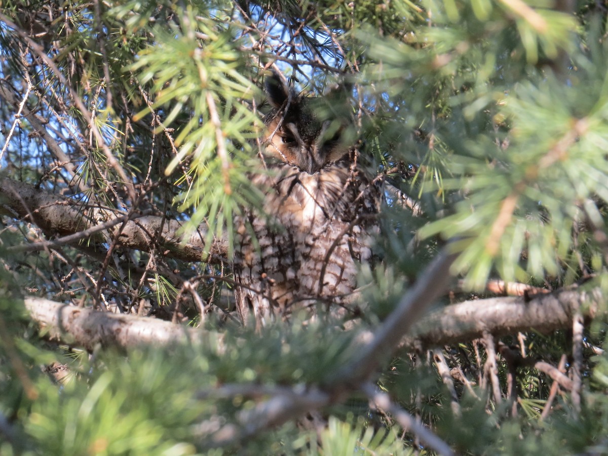 Long-eared Owl - ML617786693