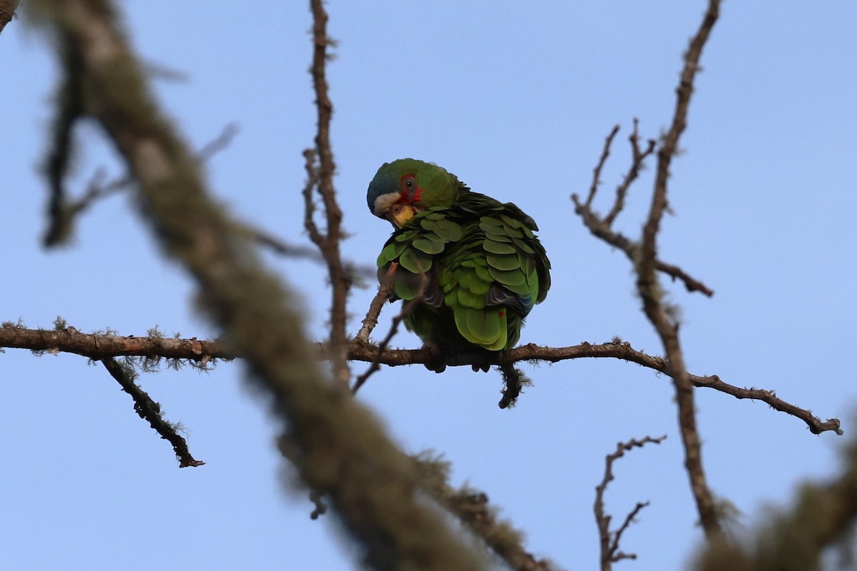 White-fronted Parrot - Charles Davies