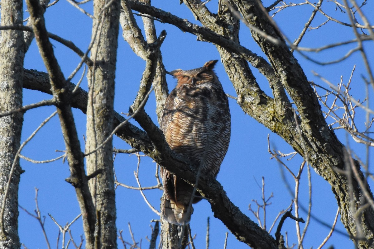 Great Horned Owl - ML617786716