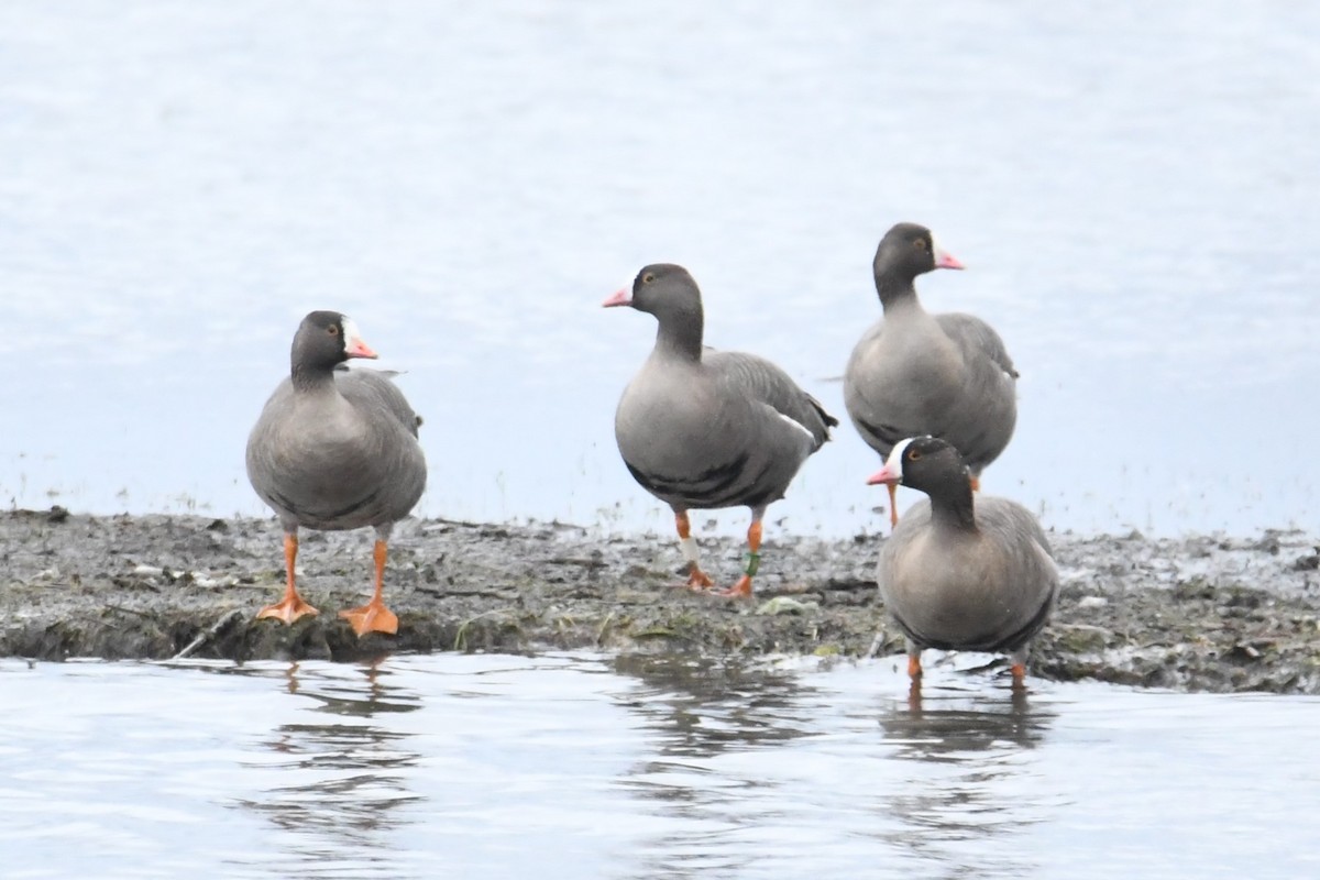 Lesser White-fronted Goose - ML617786764