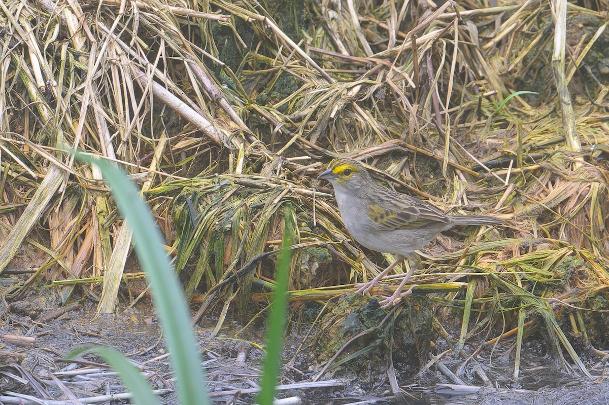 Yellow-browed Sparrow - ML617786799