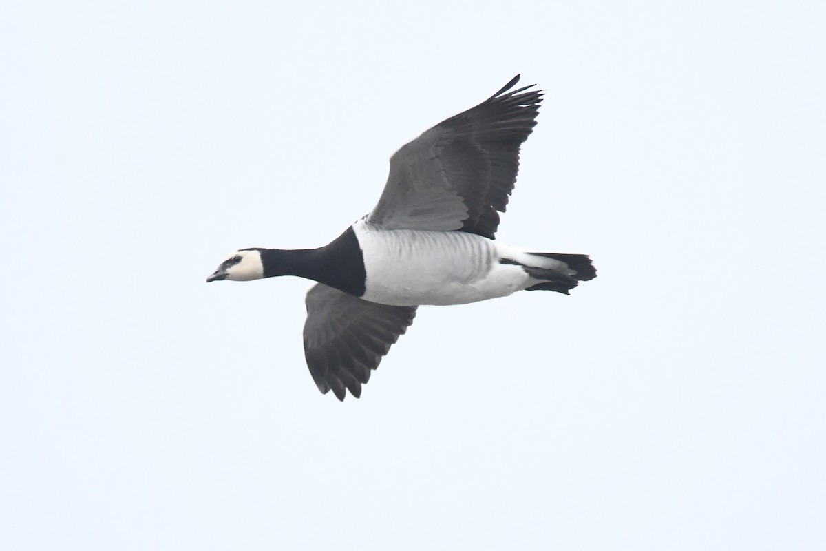 Barnacle Goose - ML617786806