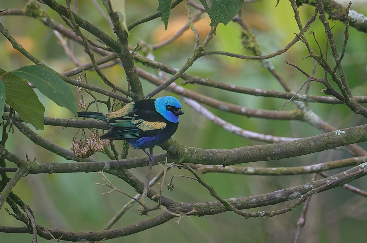 Blue-necked Tanager - ML617786812