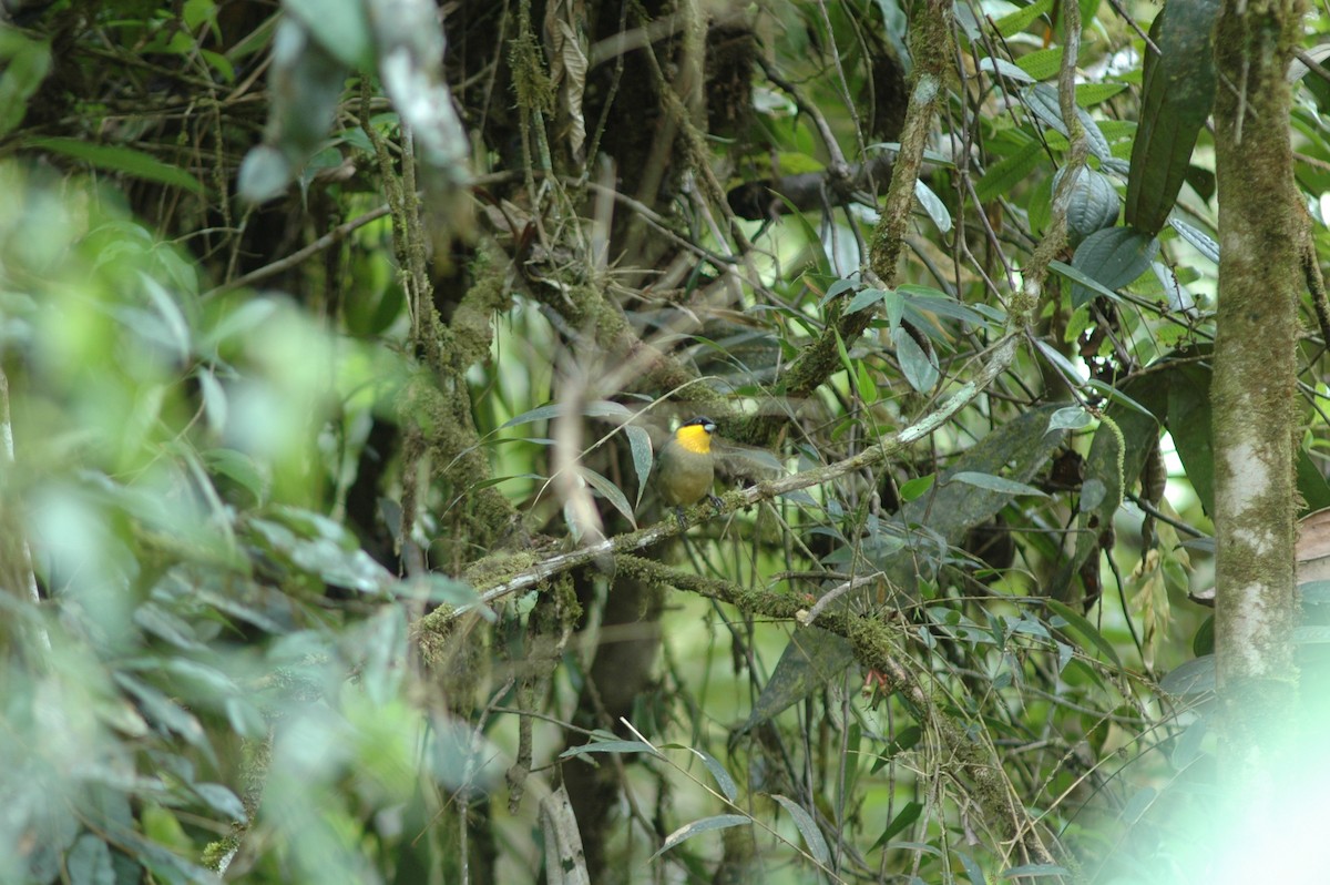 Yellow-throated Tanager - ML617786817
