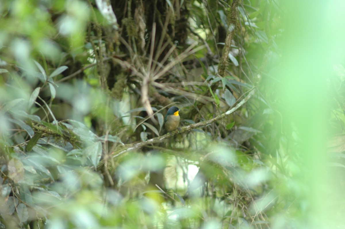 Yellow-throated Tanager - ML617786818