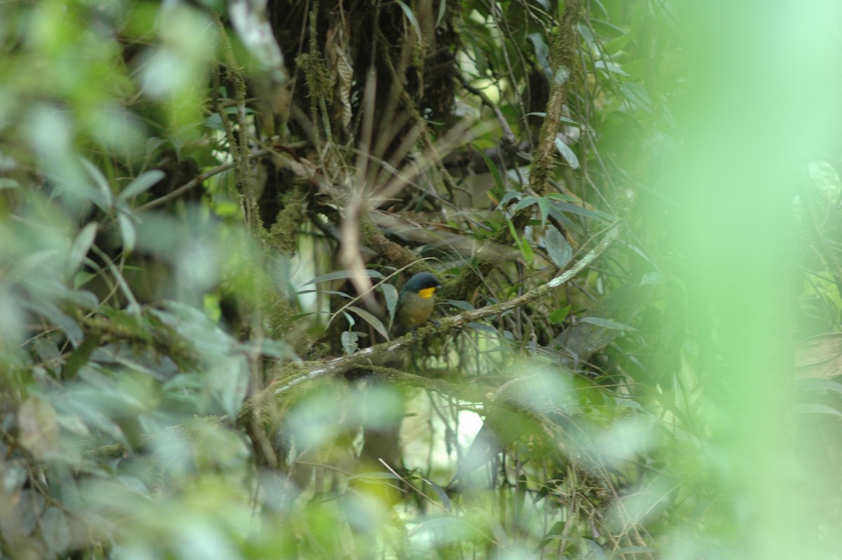 Yellow-throated Tanager - ML617786819