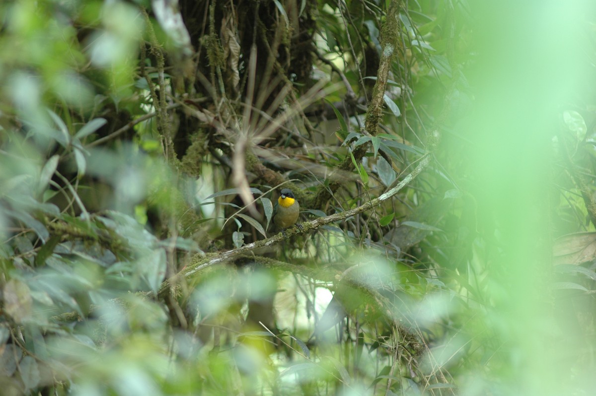 Yellow-throated Tanager - ML617786820
