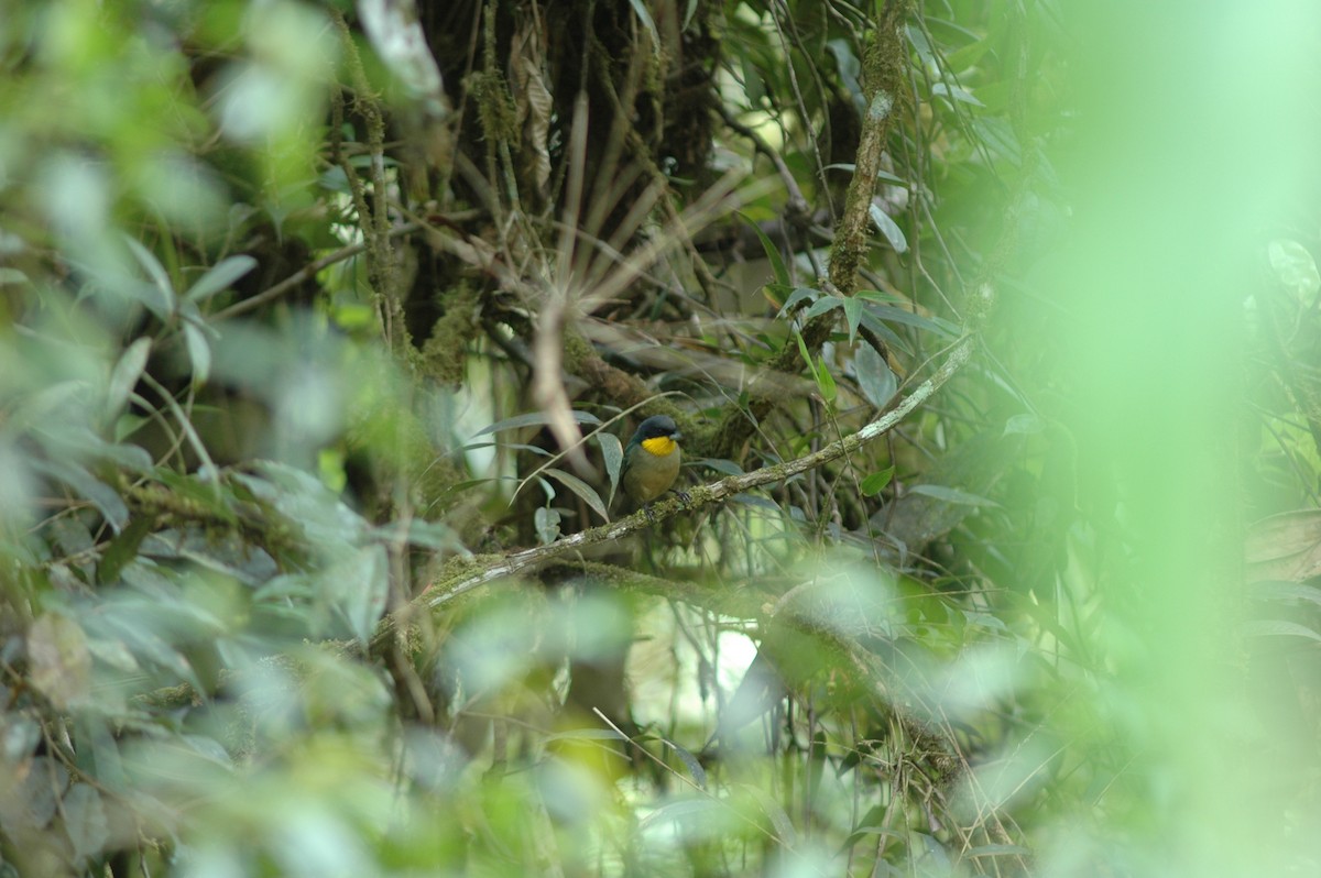 Yellow-throated Tanager - ML617786821