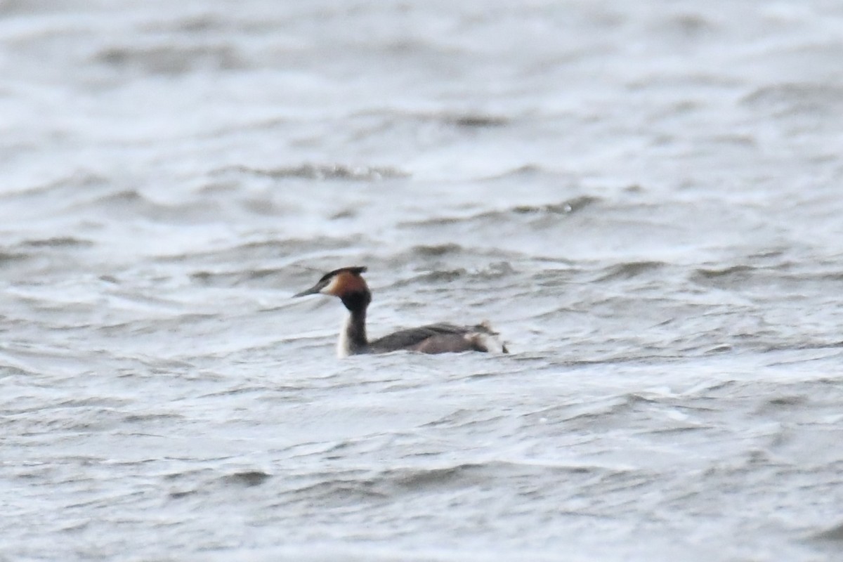 Great Crested Grebe - ML617786843