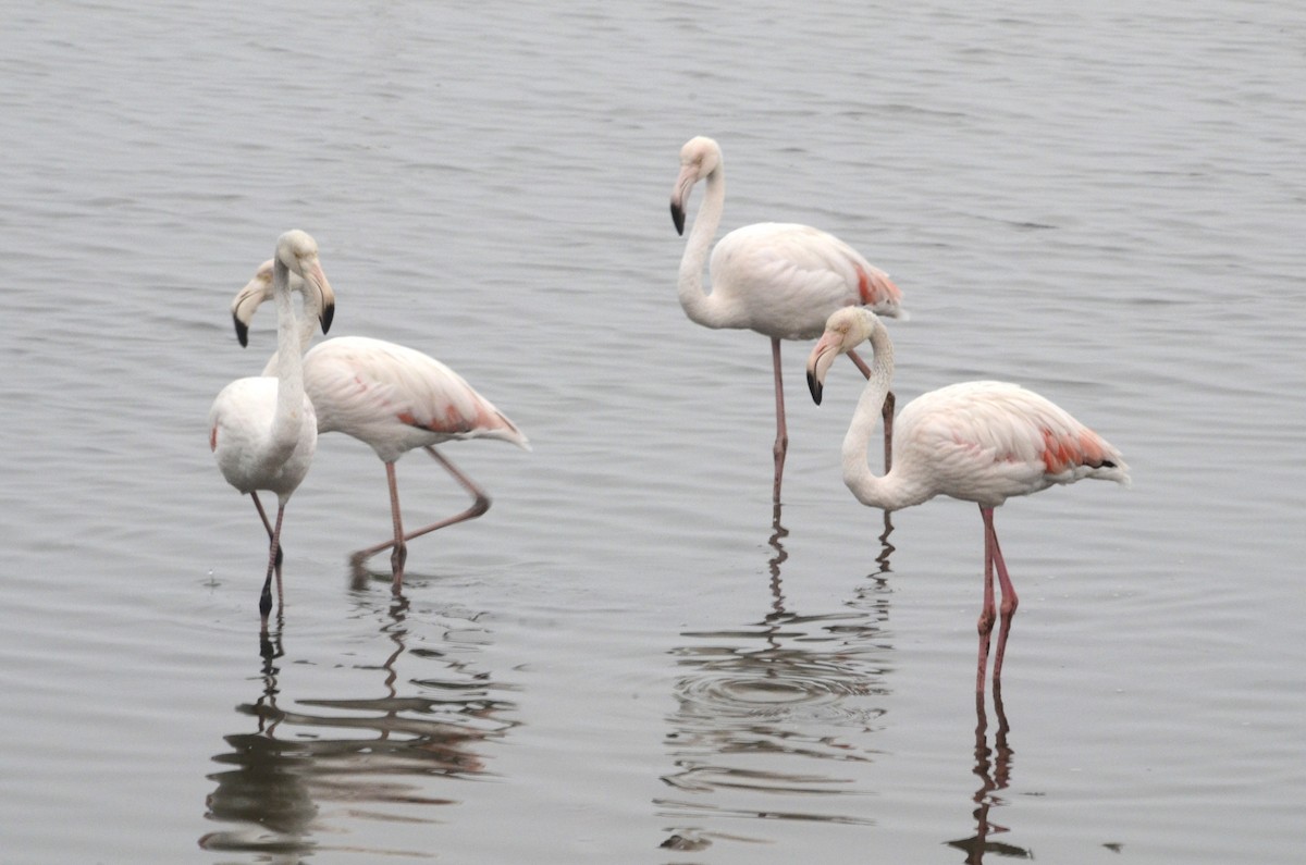 Greater Flamingo - Bill Hopping