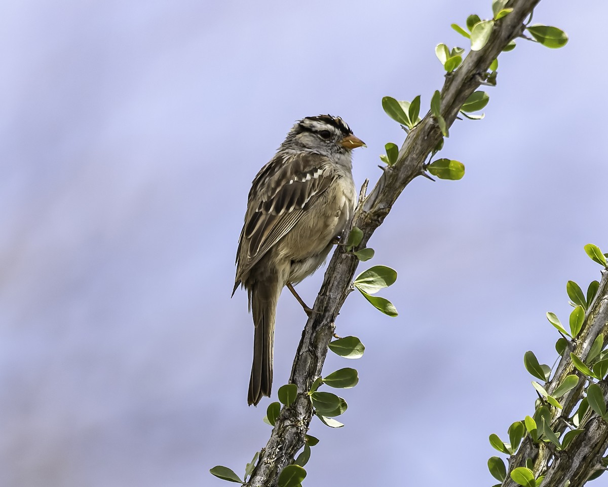 White-crowned Sparrow - ML617786873