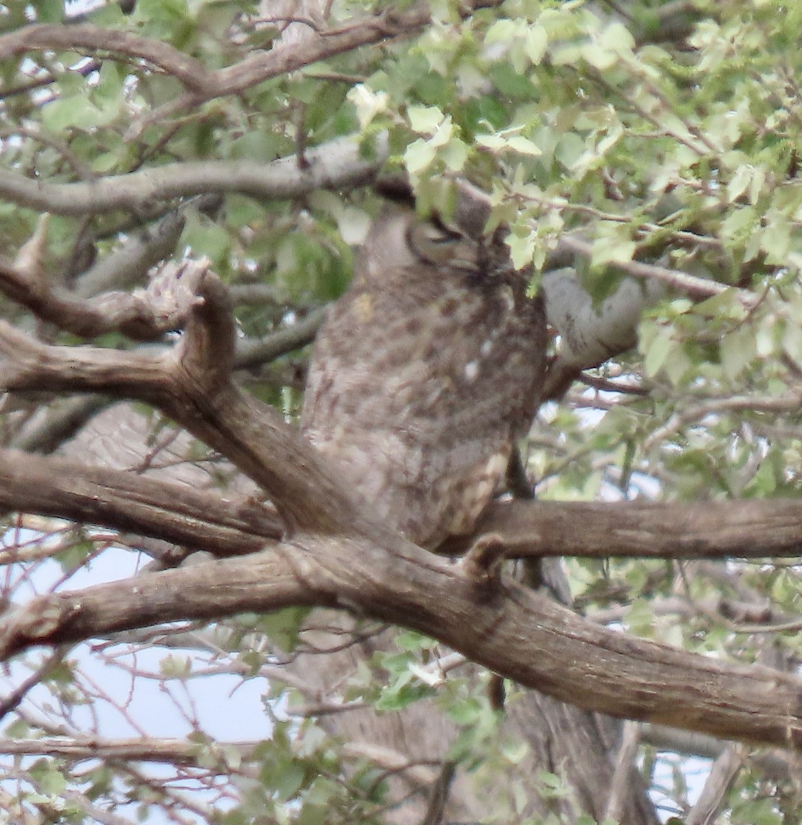 Great Horned Owl - ML617786883