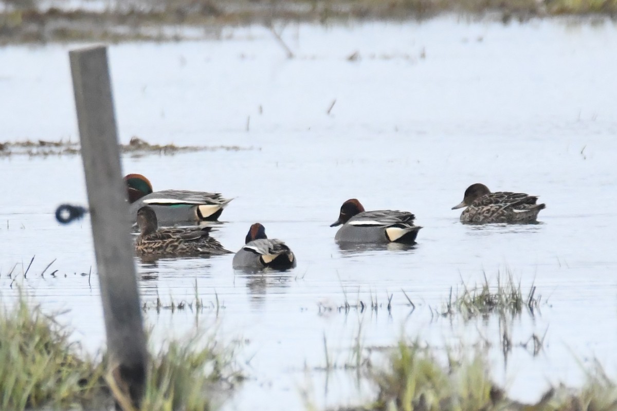 Green-winged Teal - ML617786913