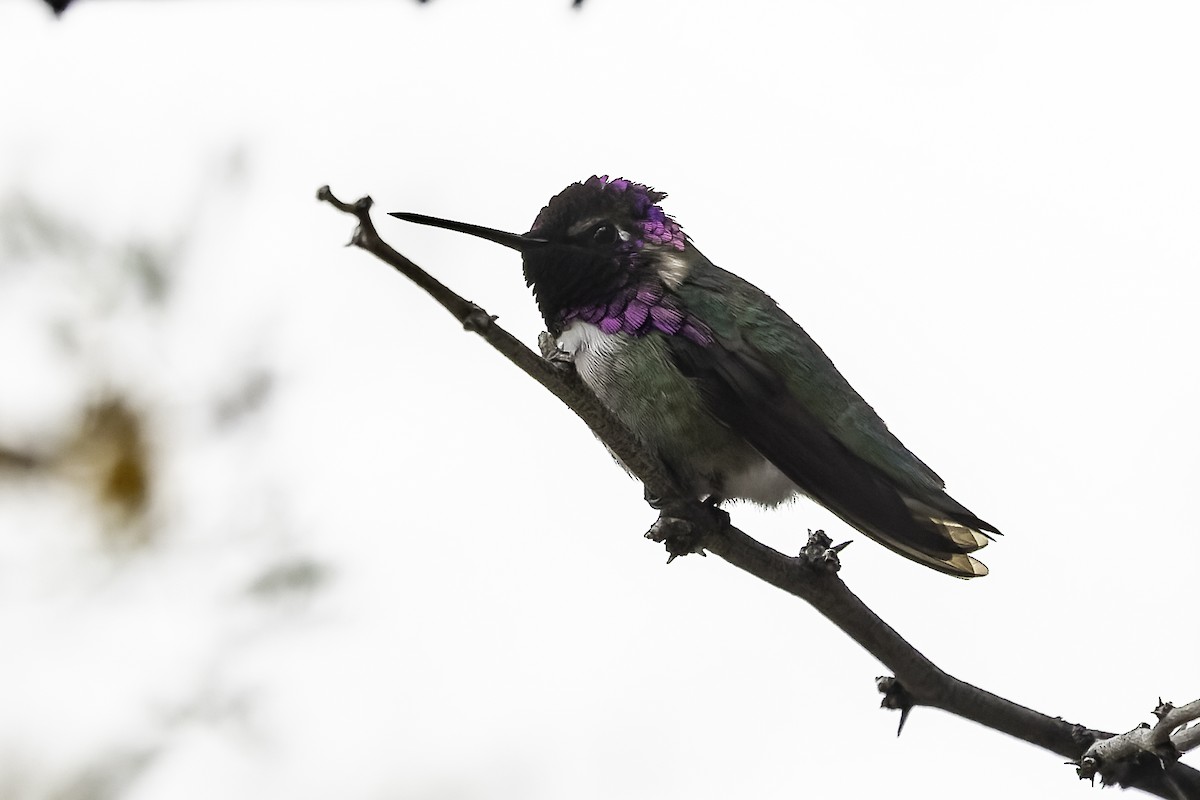 Costa's Hummingbird - ML617786951