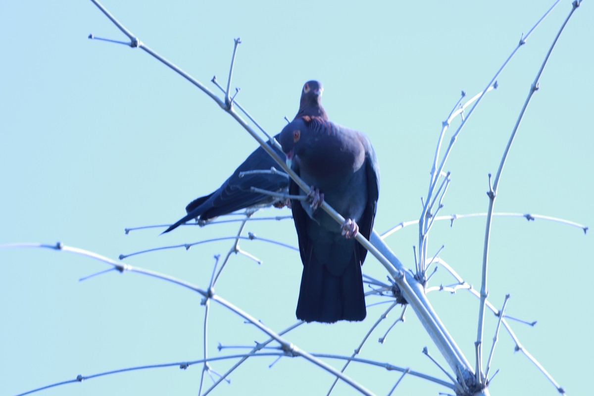 Scaly-naped Pigeon - Susano Medina