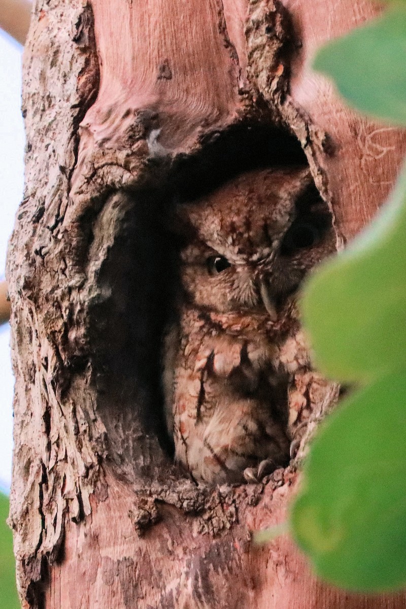 Eastern Screech-Owl - James Boughton