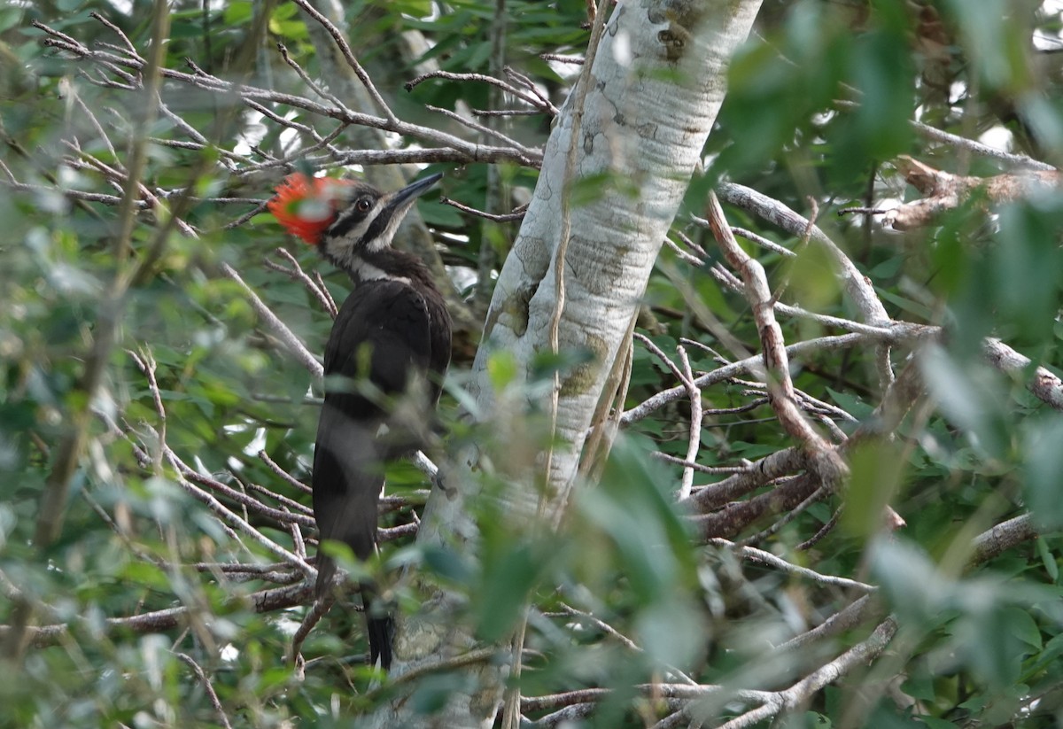 Pileated Woodpecker - ML617787052