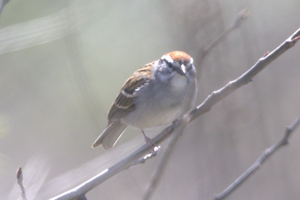 Chipping Sparrow - David Bennett