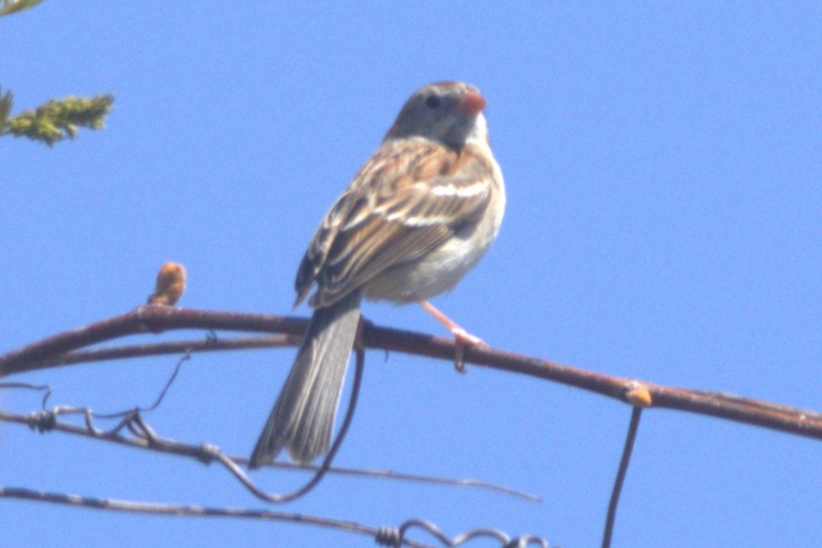 Field Sparrow - ML617787088