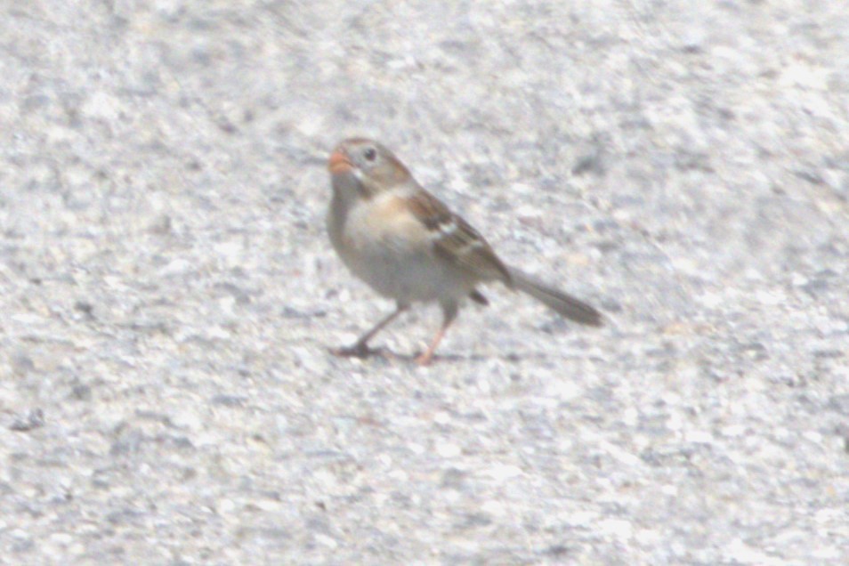 Field Sparrow - ML617787091