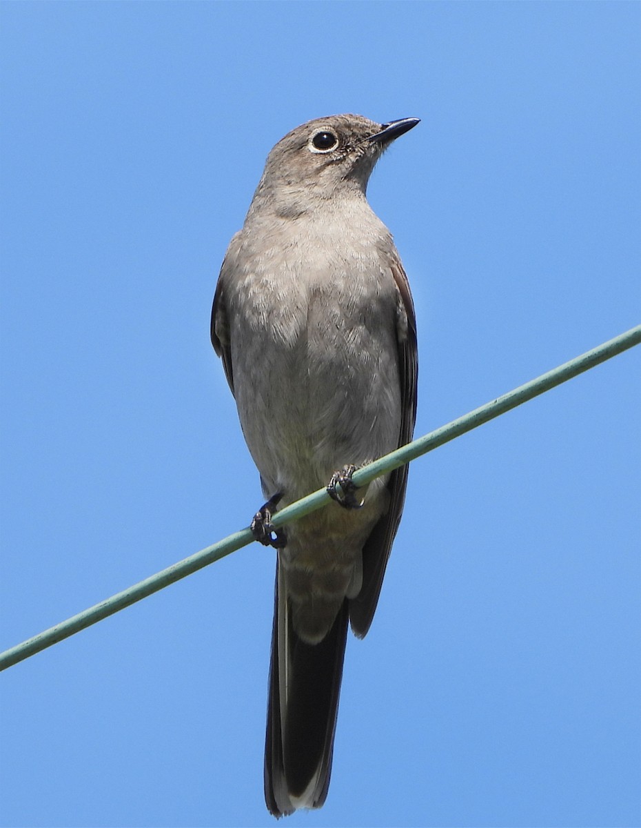 Townsend's Solitaire - ML617787127