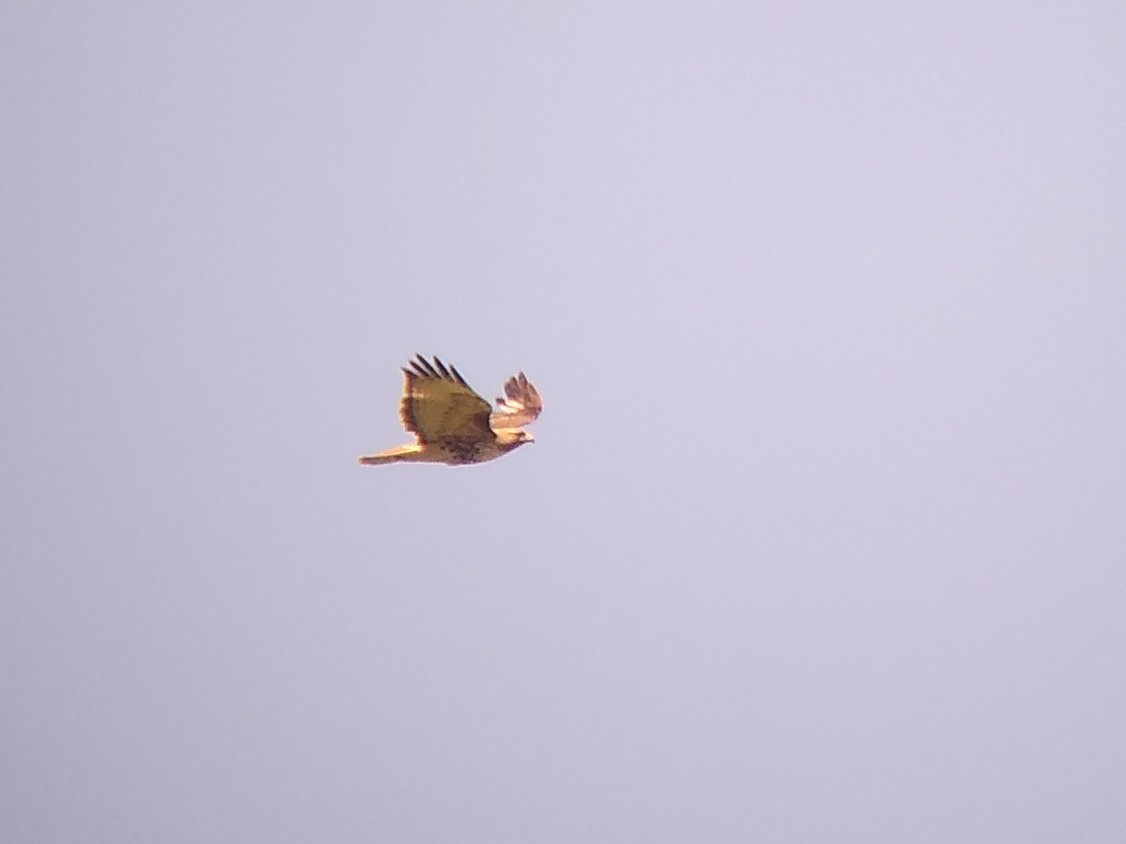 Red-tailed Hawk - ML617787147