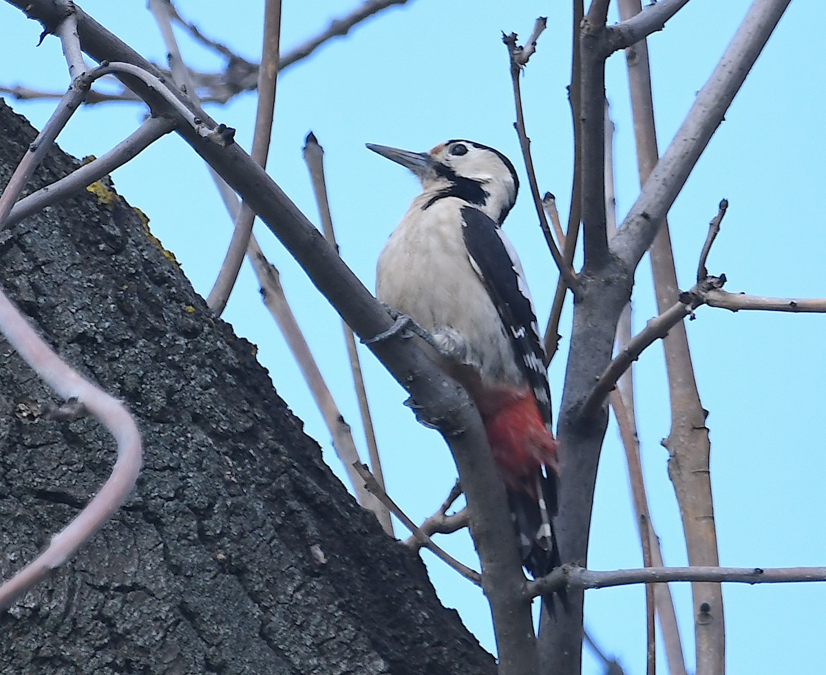 Syrian Woodpecker - ML617787168