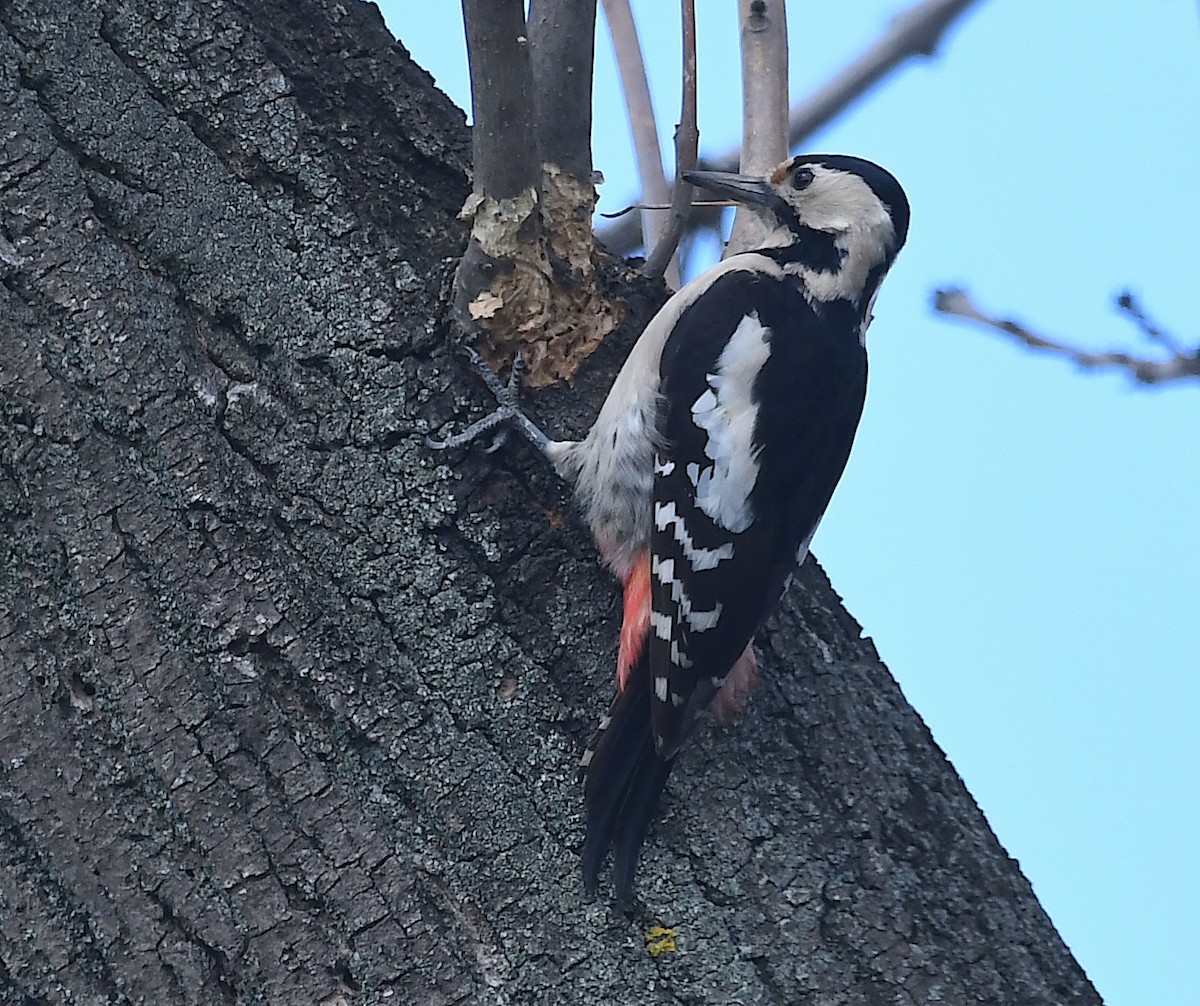 Syrian Woodpecker - ML617787169