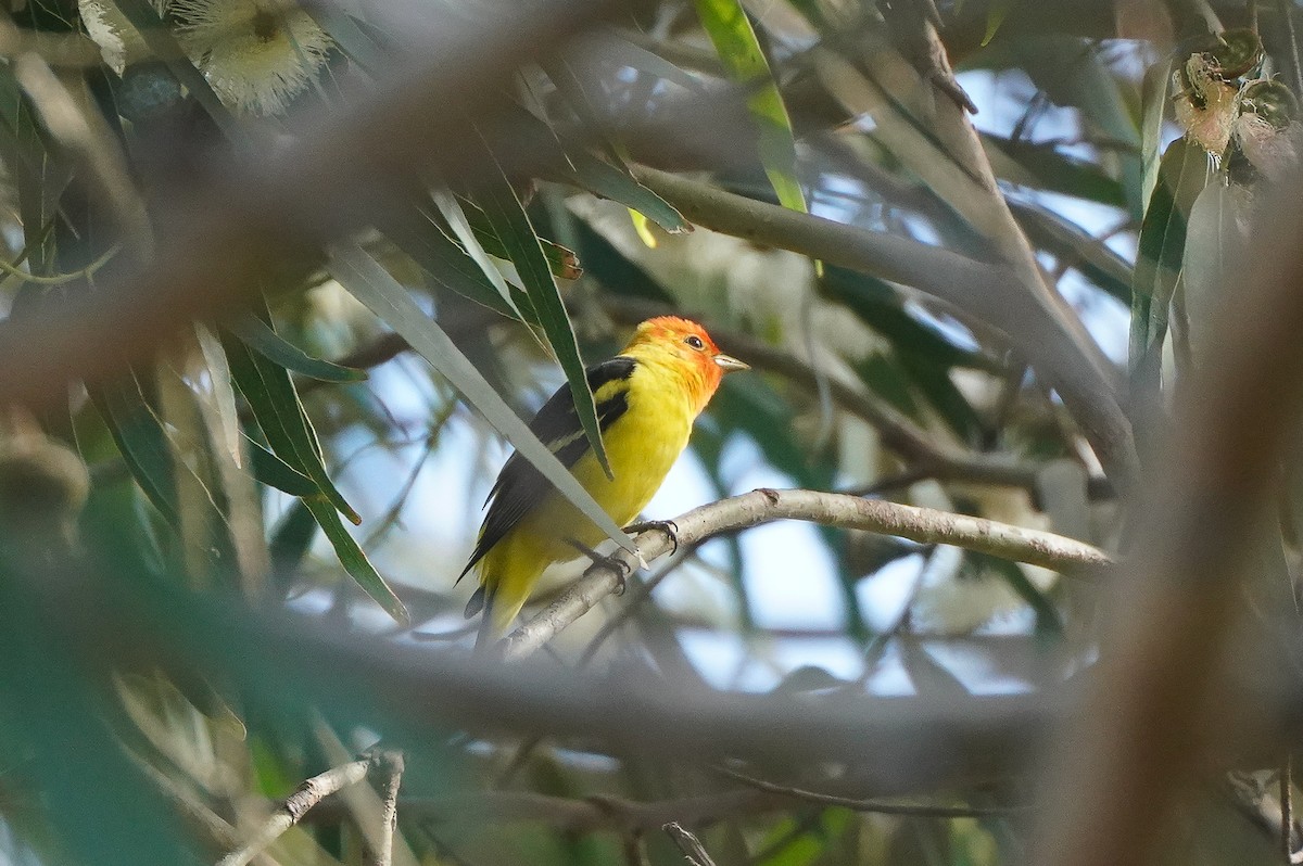 Western Tanager - ML617787171