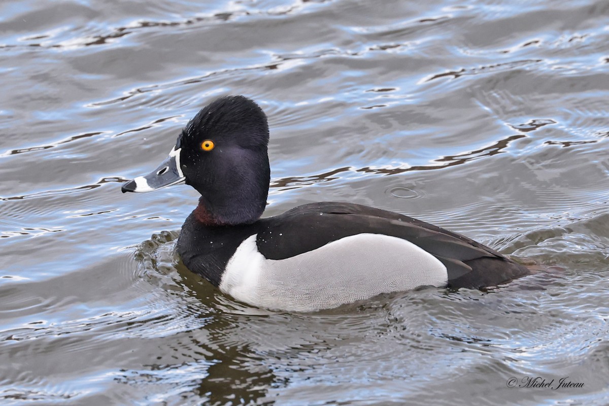 Ring-necked Duck - ML617787212