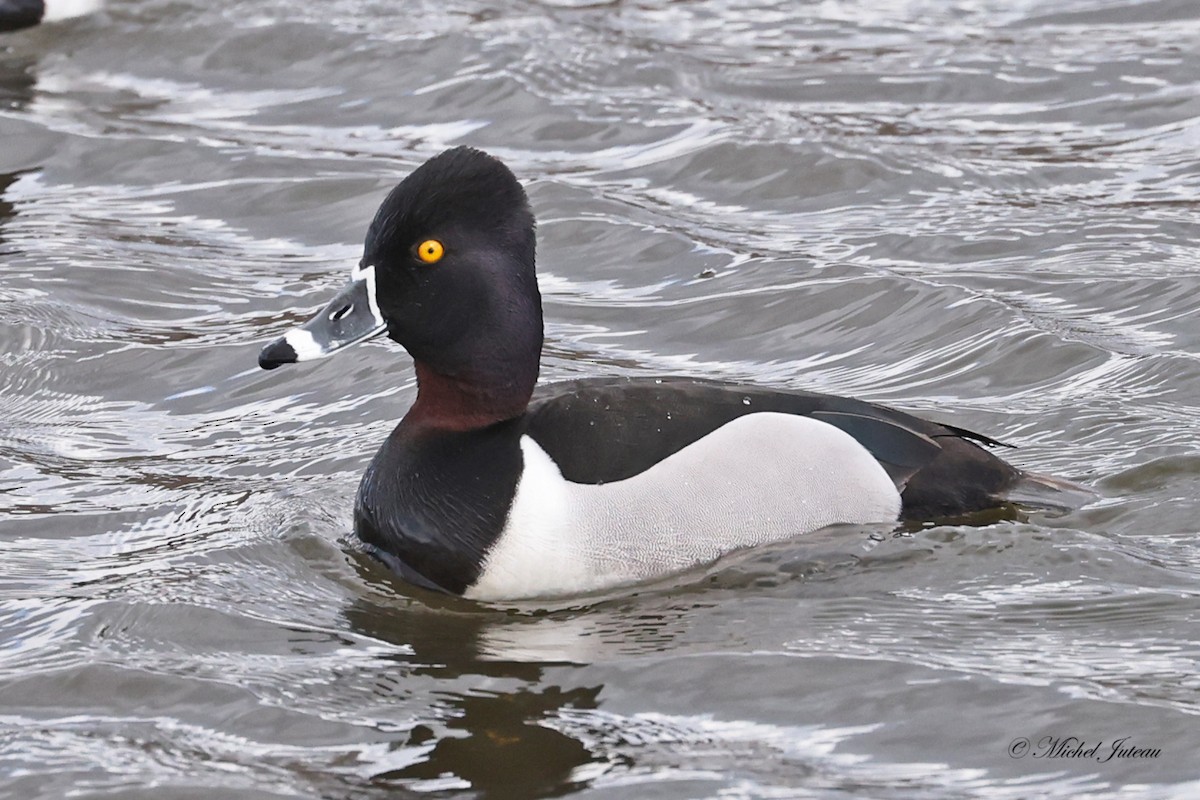 Ring-necked Duck - ML617787213