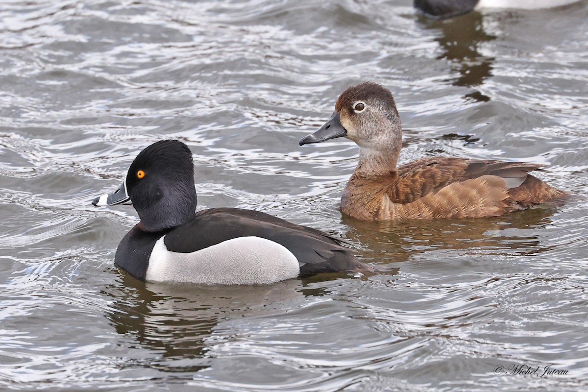 Ring-necked Duck - ML617787216