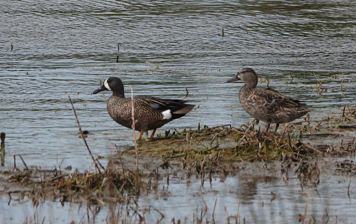 Blue-winged Teal - ML617787219