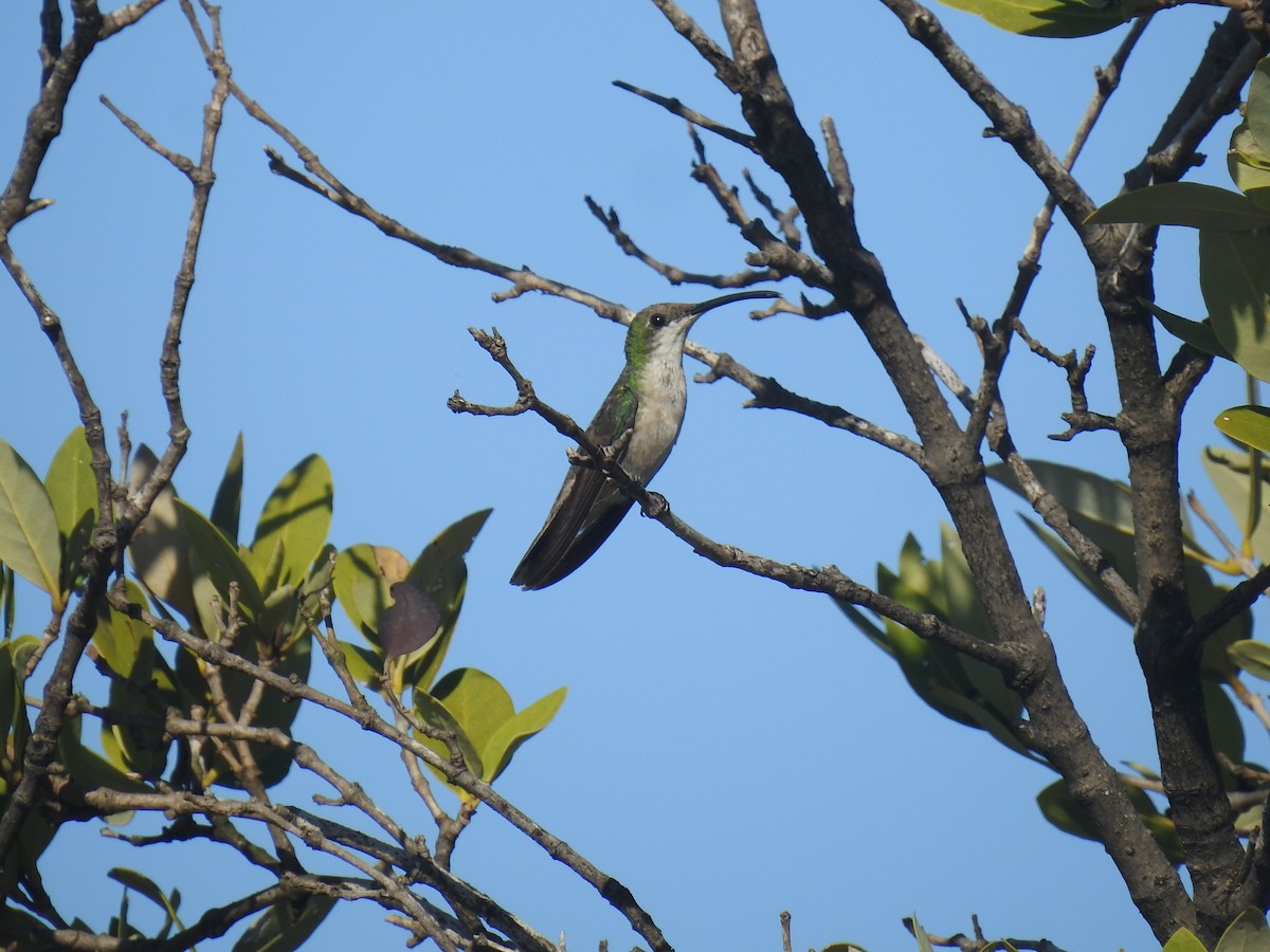 kolibřík tmavoprsý - ML617787231
