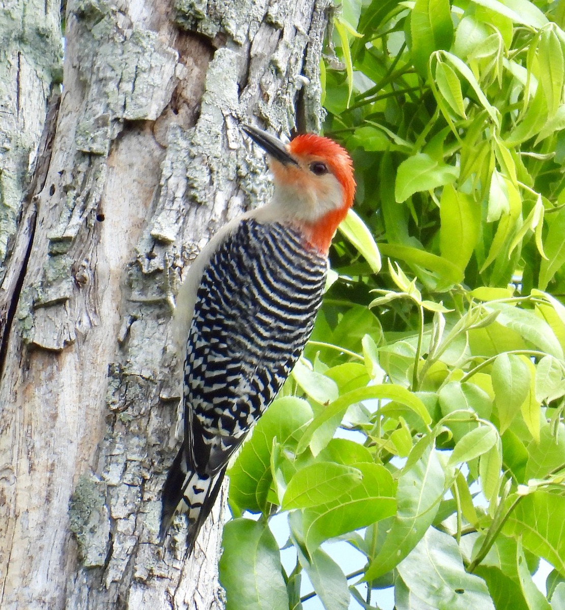 Red-bellied Woodpecker - ML617787250