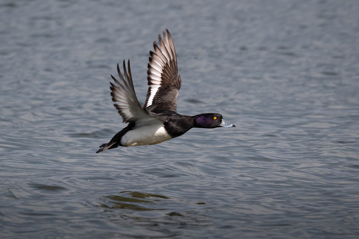Tufted Duck - ML617787251