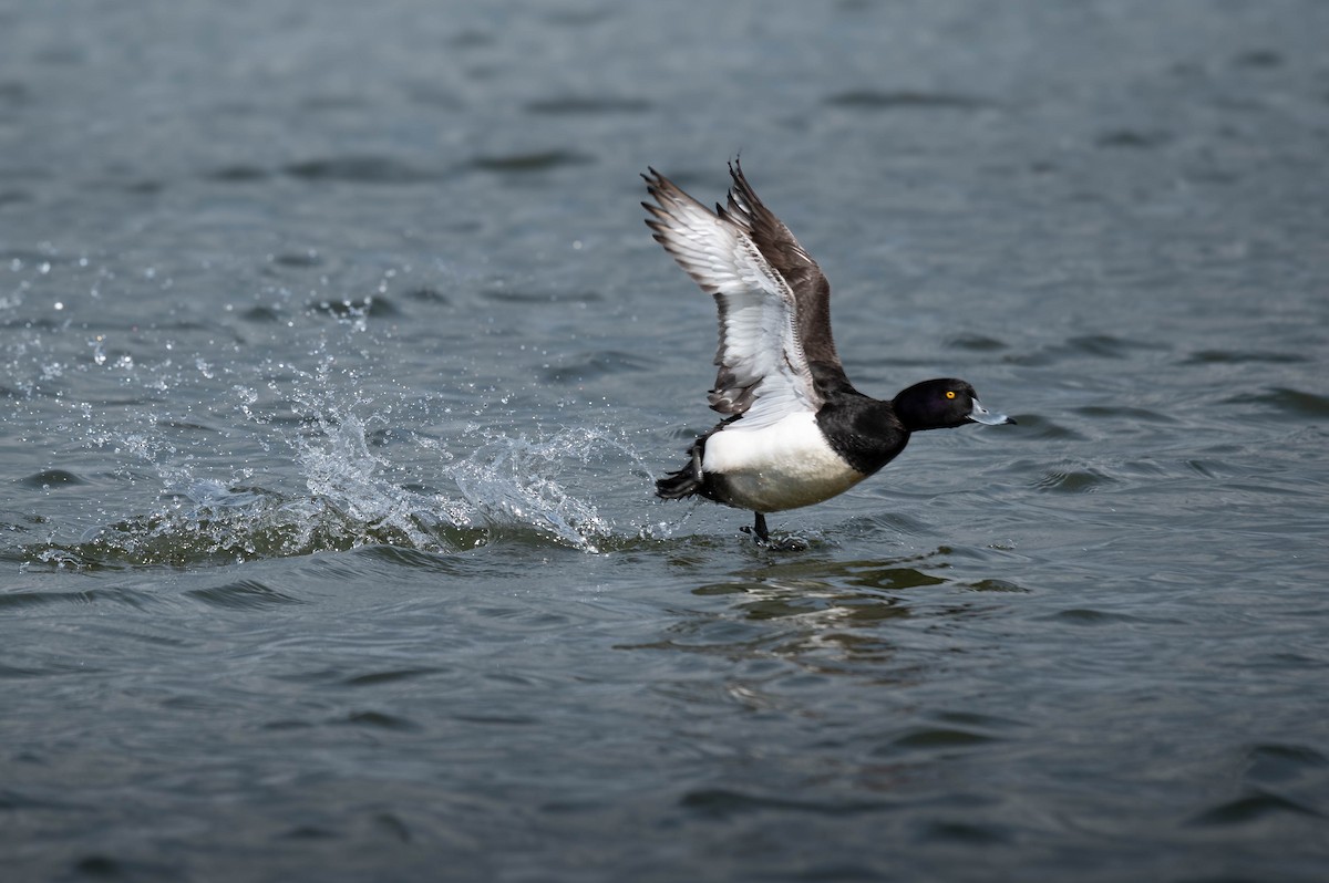 Tufted Duck - ML617787253